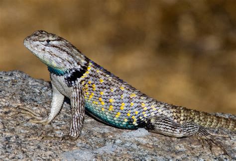 Desert Spiny Lizard Tucson Herpetological Society
