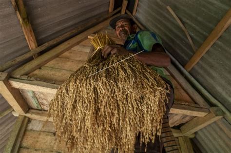 Penyimpanan Padi Tradisional Masyarakat Adat Sunda ANTARA Foto
