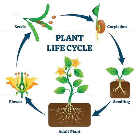 Growing Plants Cycle Okejely Garden Plant