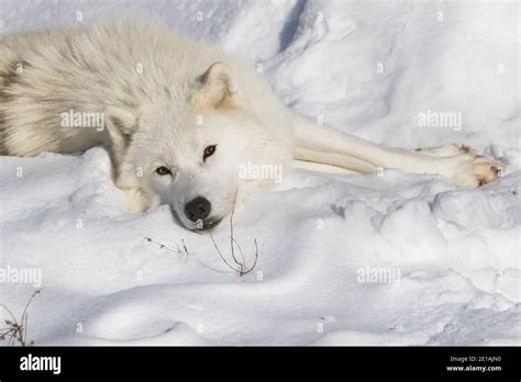 Arctic Wolf Portrait Stock Photo Alamy