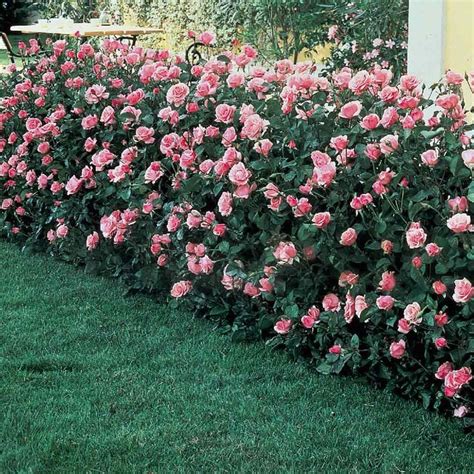 Rose Garden Design Rose Hedge Rose Garden Landscape