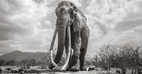 Photographer Captured The Last Images Of Kenyas Tusker Elephant Queen