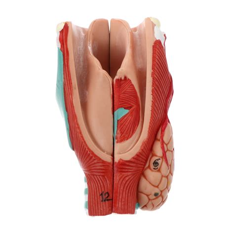Human Larynx Laryngeal Anatomical Model Larynx Model Throat Model The Best Porn Website
