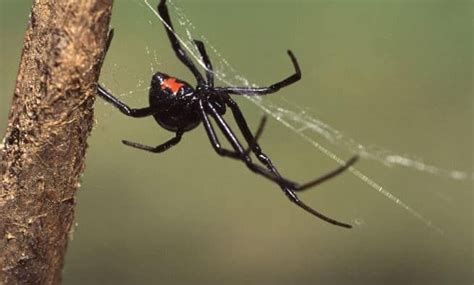 Here are the identifying characteristics 5 Spiders in Your Yard That Can Kill You | House Life ...