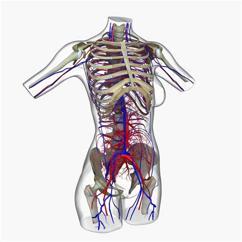 Anatomía Del Torso Femenino Modelo 3d 249 Ma Fbx Obj Free3d