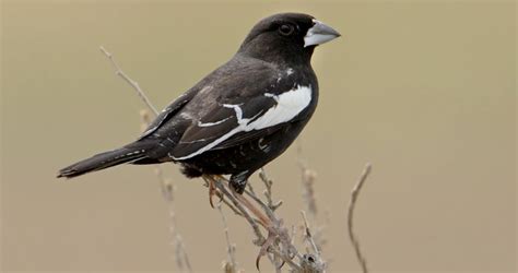 29 Birds That Start With L Sonoma Birding