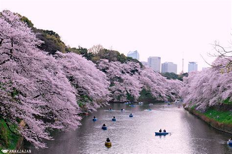 Japan Cherry Blossom Sakura Guide Best Spots In Tokyo Anakjajancom