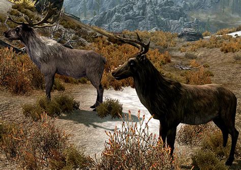 Deer Skyrim The Elder Scrolls Wiki