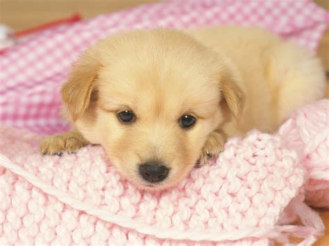 Free Download Cute Puppy Wallpapers | PixelsTalk.Net