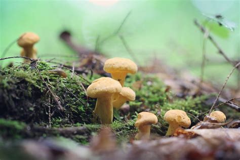 Golden Chanterelles Arrive Early — The Mushroom Forager