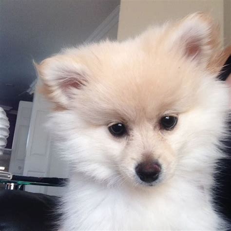 Pomeranian Fox Face Price Pets Lovers