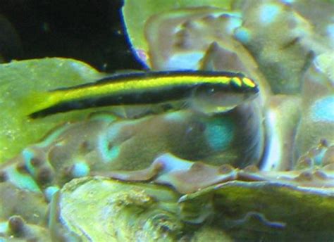 Rumors Golden Neon Goby Members Tank And Specs Singapore Reef Club