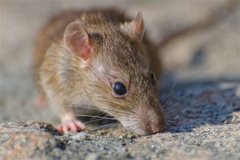 Waspadai Penyakit Yang Disebabkan Gigitan Tikus Klausabontang