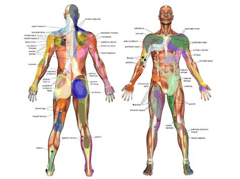 Trigger Point Therapy Trigger Points Body Reflexology