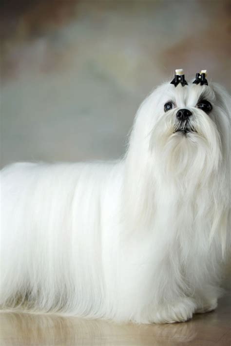 Well Groomed Beautiful White Maltese Dog Maltese Dogs Beautiful