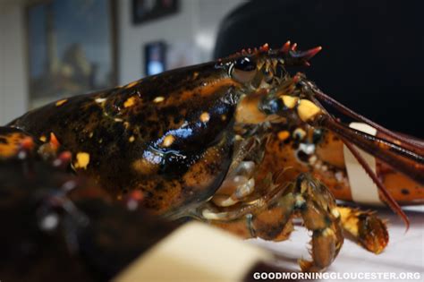 Speckled Lobster Landed At Captain Joe And Sons 6112 Flickr