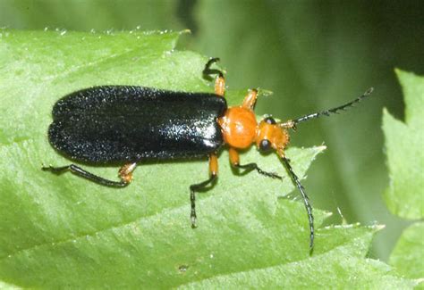 Black And Orange Beetle Neopyrochroa Femoralis Bugguidenet