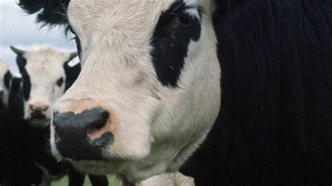 Cows Trample Man To Death In Wiltshire Bbc News