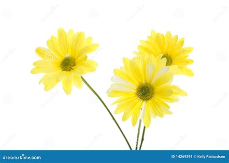 Three Yellow Shasta Daisy Flowers Stock Image Image Of Daisy