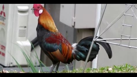Crowing Roosters And Friends Funny Laughing Roosters Rooster Crowing