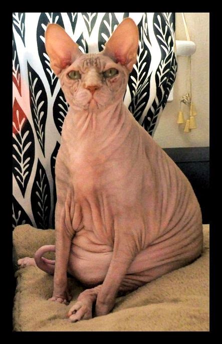 A Hairless Cat Sitting On Top Of A Bed