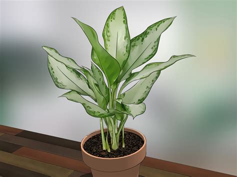 How To Care For Indoor Plants 15 Steps With Pictures Wikihow