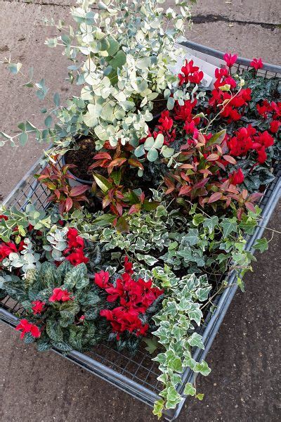 A variety of succulents packed into a window box in the fall will continue to grow throughout the winter. How to plant a winter window box - The Middle-Sized Garden ...