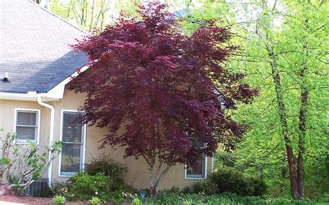 I propagate hundreds of these each year. Bloodgood Japanese Maple Picture - Gardenality