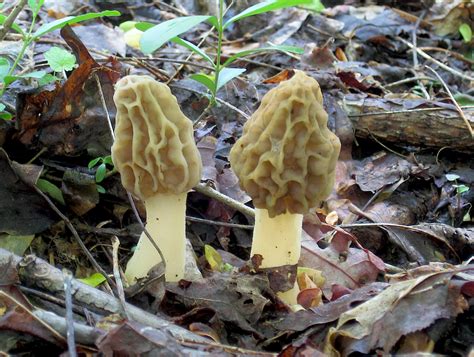 Morel mushroom Facts, Health Benefits and Nutritional Value