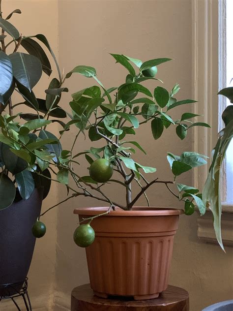 Anyone Else Grow Citrus Indoors Just Brought My Lime Tree Back In From