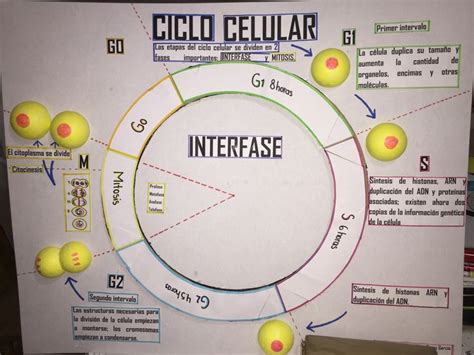 Ciclo Celular Ciclo Celular Apuntes De Clase Mitosis Porn Sex Picture