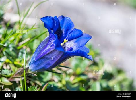 Gentiana Clusii Commonly Known As Flower Of The Sweet Lady Or Clusius