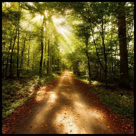 Forest Road Forest Road Magical Forest Beautiful Nature