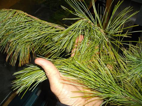 Toronto Eavestroughing Clean Outs For Pine Needles