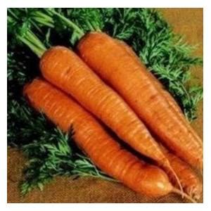 Перевод слова carrot, американское и британское произношение, транскрипция, словосочетания, однокоренные слова, примеры использования. Carrot Autumn King - Harrod Horticultural (UK)