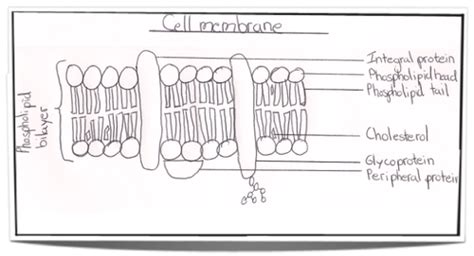 Plasma Membrane Drawing Labeled Diagram Of Cell Membrane Phospholipid