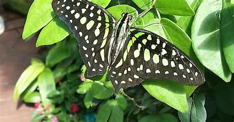 Key West Butterfly Conservatory Imgur