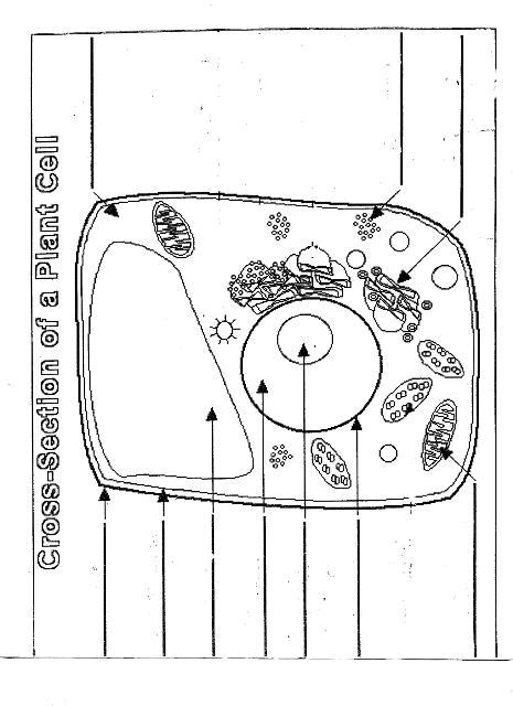 Plant Cell Diagram Blank Worksheet Unlabeled Gcse Organelles Labeling