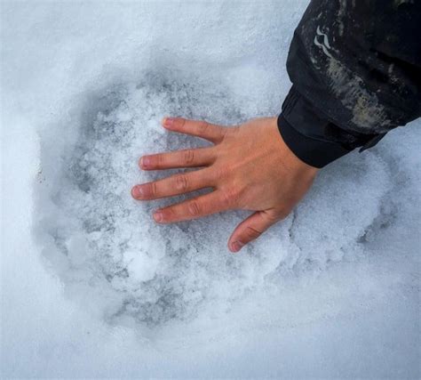The Size Of A Male Polar Bears Paw Print Compared To A Human Hand R