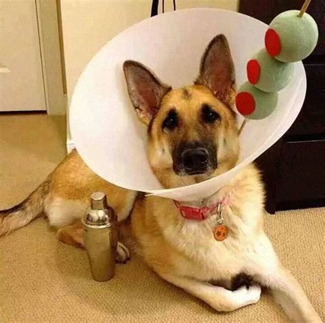 12 Pet Cones That Your Pets Will Love To Hate Demilked