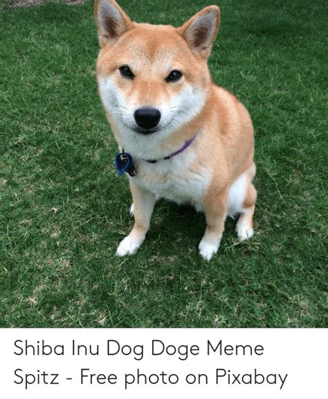 Doge Dog Facetime Meme Apsgeyser