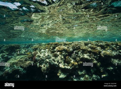 Red Sea Coral Reef Stock Photo Alamy