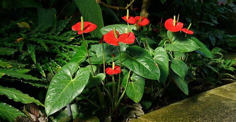 Flores Llamativas Guía Completa Para Cultivarlas En Tu Jardín 2023