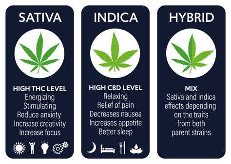 The Different Types Of Weed Strains Explained Emilyancepennington