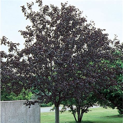 364 Gallon Purple Royalty Crabapple Flowering Tree In Pot With Soil