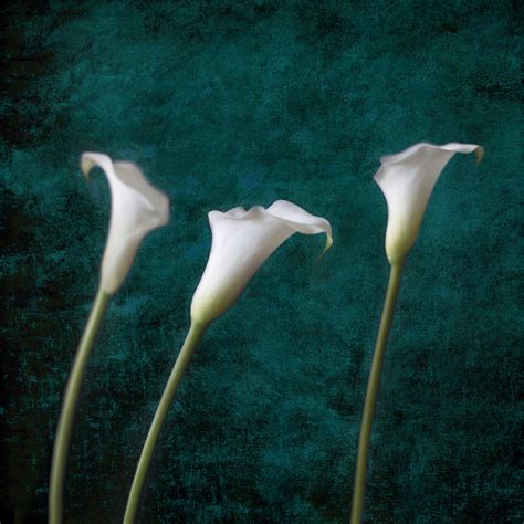 Three Calla Lilies By Gloria Feinstein Color Photograph Artful Home