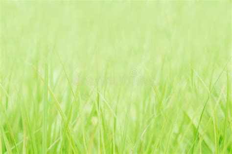 Soft Focus Green Grass Spring Nature Wallpaper Background Stock Image