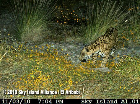 Jaguars qb jake luton placed on. In Arizona, Rare Sightings Of Ocelots and Jaguars - The ...