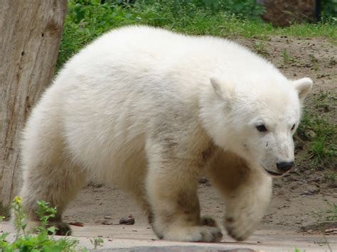 Polar bear cubs spend the majority of their early childhood days in the safety of the den to stay warm and to bond with their mother. Animal Galleries, pictures of animals from around the ...
