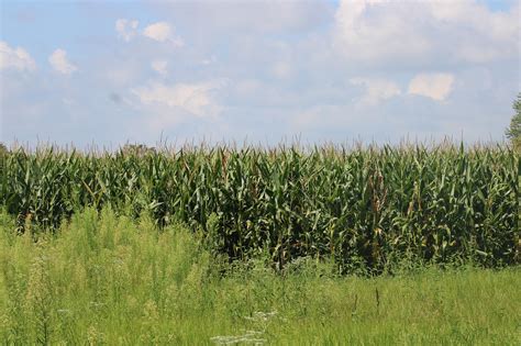 Cornfield Corn Field Free Photo On Pixabay Pixabay